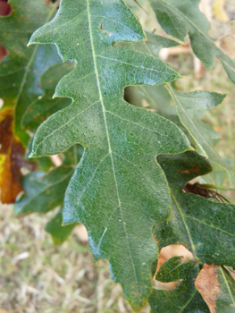 Feuilles alternes, longues de 6 à 12 cm, brillantes et allongées, de couleur vert sombre et terminées par une petite pointe. Les sinus peuvent parfois être profonds. Si elles sont glabres dessus, le dessous est pubescent. Agrandir dans une nouvelle fenêtre (ou onglet)